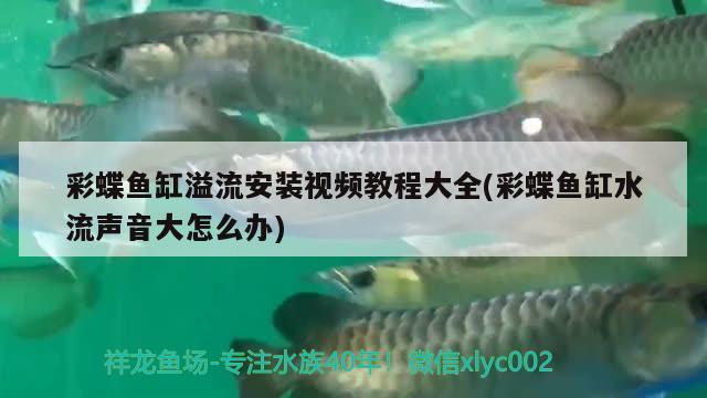 滁州观赏鱼市场吃会瓜