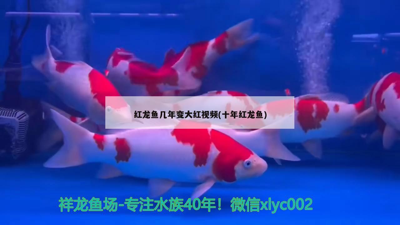 红龙鱼几年变大红视频(十年红龙鱼)