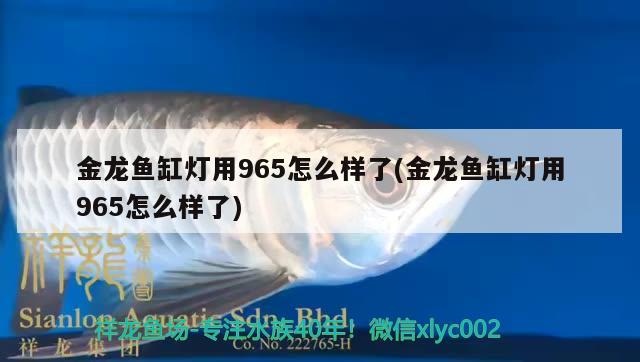 苏州龙鱼水族馆怎么样好玩吗（你最讨厌的or最喜欢的一位电视剧角色是谁） 广州龙鱼批发市场 第2张