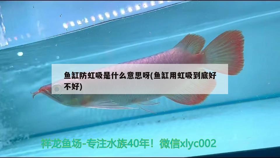 鱼缸防虹吸是什么意思呀(鱼缸用虹吸到底好不好) 泰庞海莲鱼