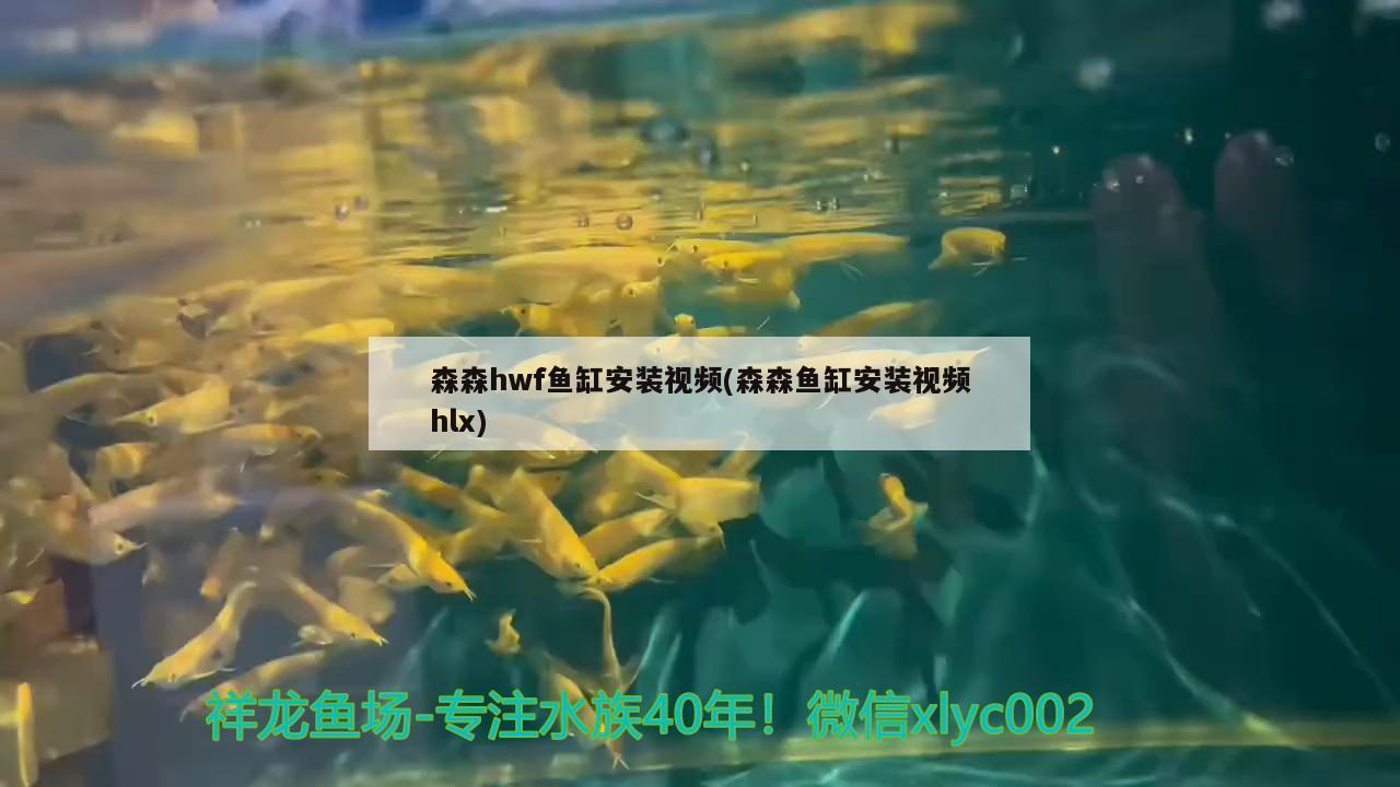 可以和雷龙鱼混养的鱼品种 可以和雷龙鱼混养的鱼品种有哪些 广州水族器材滤材批发市场 第2张