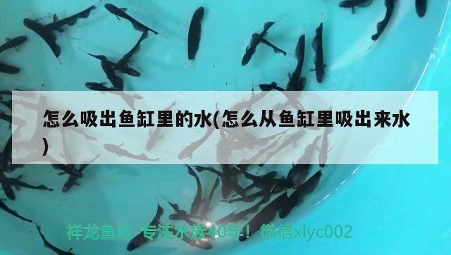 广州鱼缸批发市场没在家造浪开两天啦