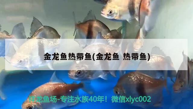 金龙鱼热带鱼(金龙鱼热带鱼) 泰庞海鲢鱼