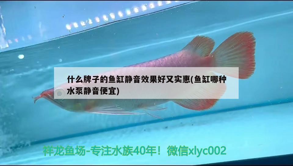 广州水族批发市场绝对是神级造景 观赏鱼水族批发市场 第1张
