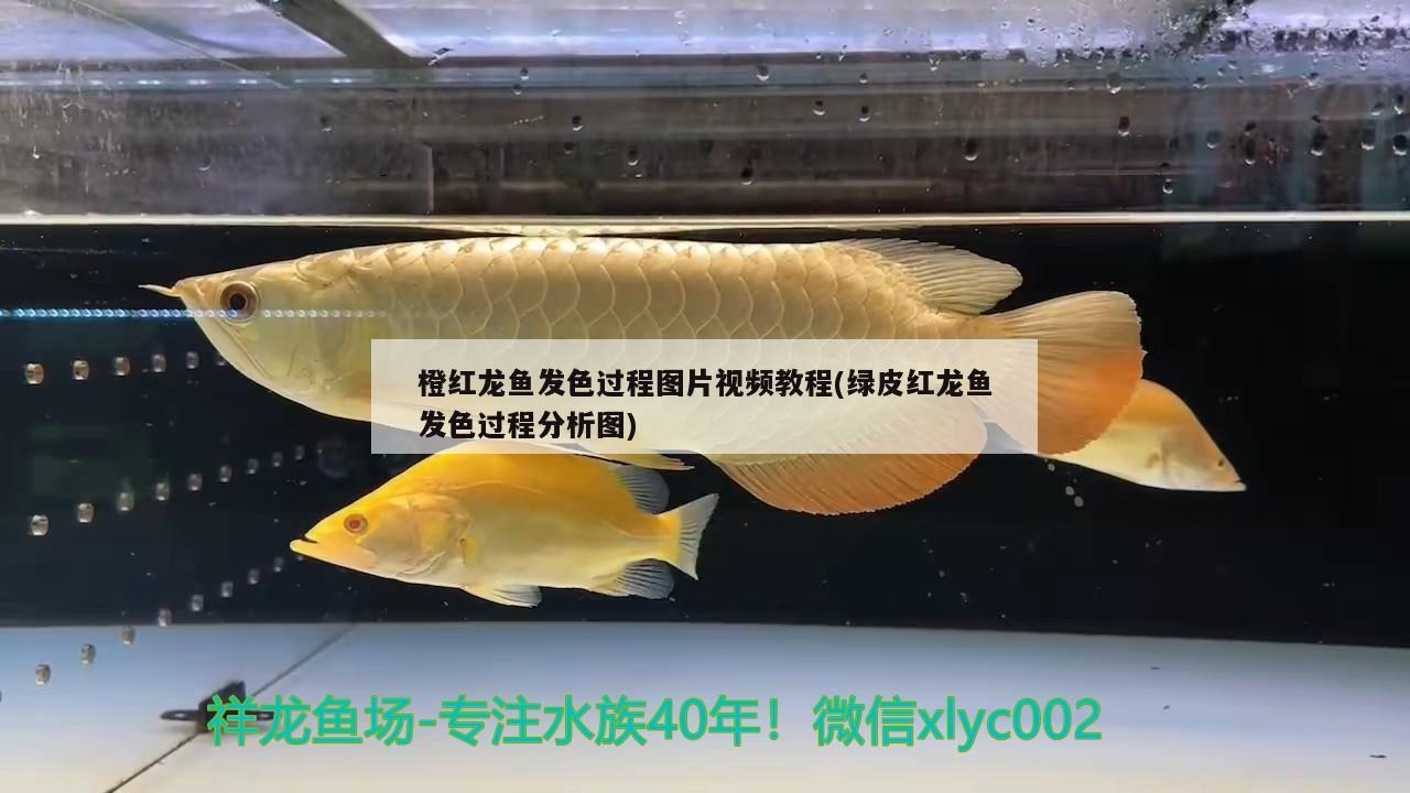 橙红龙鱼发色过程图片视频教程(绿皮红龙鱼发色过程分析图) 皇冠黑白魟鱼