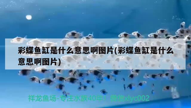 龙鱼老是撞缸盖怎么回事儿（六角龙鱼夏天怎么降温） 广州水族批发市场 第2张