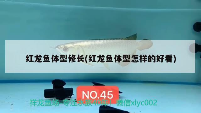 红龙鱼体型修长(红龙鱼体型怎样的好看) 图腾金龙鱼