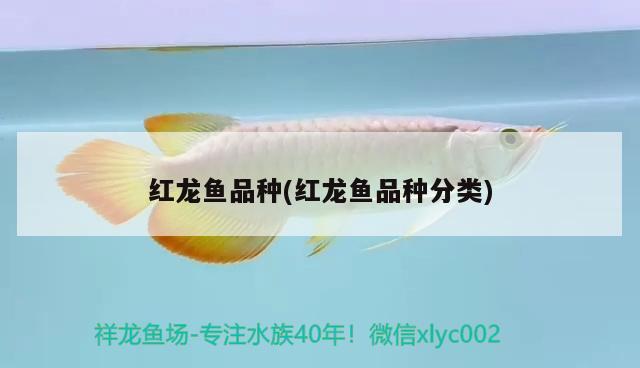 红龙鱼品种(红龙鱼品种分类)