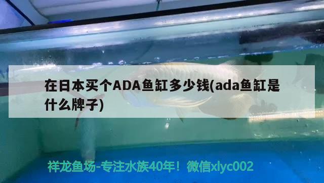 在日本买个ADA鱼缸多少钱(ada鱼缸是什么牌子)