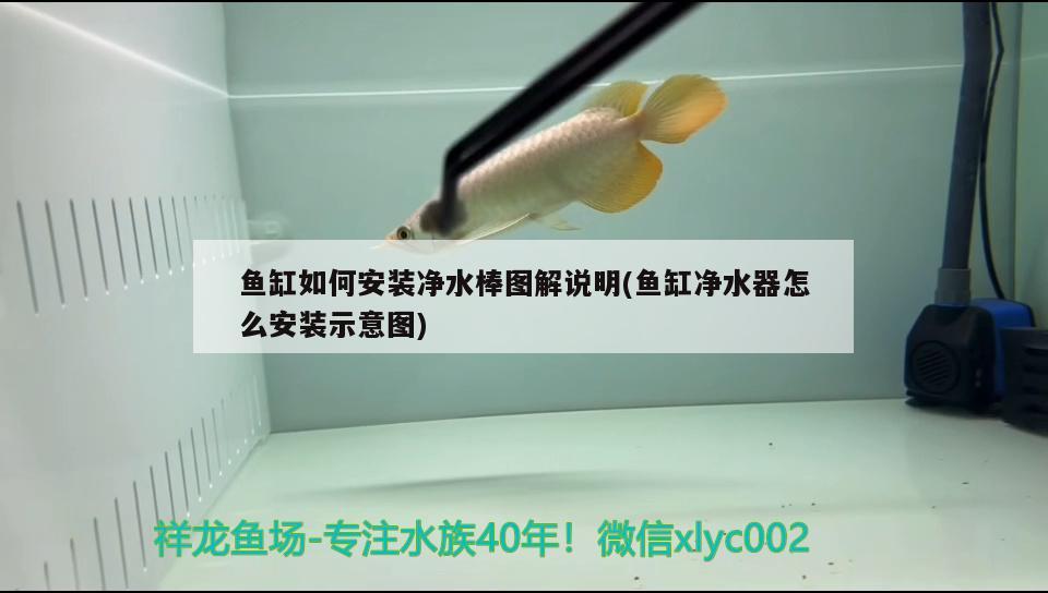 鱼缸如何安装净水棒图解说明(鱼缸净水器怎么安装示意图) 财神鹦鹉鱼