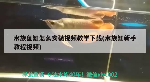 水族鱼缸怎么安装视频教学下载(水族缸新手教程视频) 泰庞海莲鱼