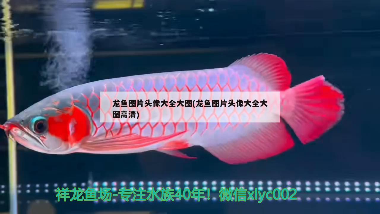 台州观赏鱼市场50缸原创景观 观赏鱼市场（混养鱼） 第3张