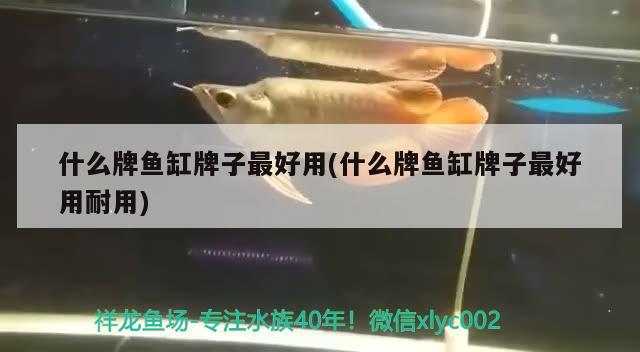 绥中县天一阁贸易有限公司 观赏鱼企业目录 第1张