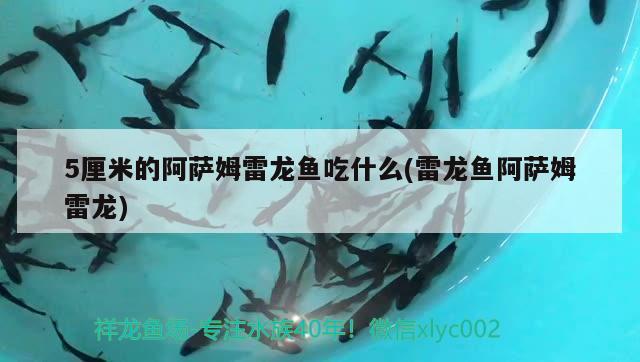 黄公龙鱼营养价值：血红金龙鱼1000万