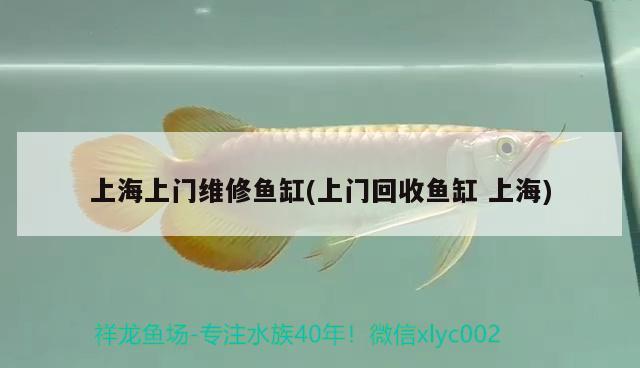 上海上门维修鱼缸(上门回收鱼缸上海)