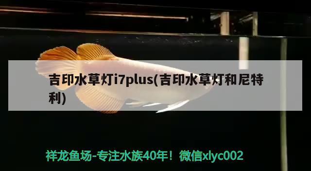 银龙鱼烹饪方法大全视频（银龙鱼怎么做菜） 银龙鱼 第1张