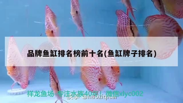 钦州观赏鱼市场七彩神仙鱼如何饲养？