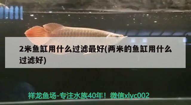 广州鱼缸批发市场国际二人转龙鱼