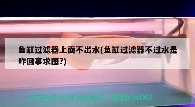 沧州鱼池过滤滤材:麦恩莎陶瓷是哪个厂的 广州水族器材滤材批发市场 第3张