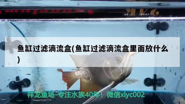 惠州观赏鱼市场荷兰凤凰鱼
