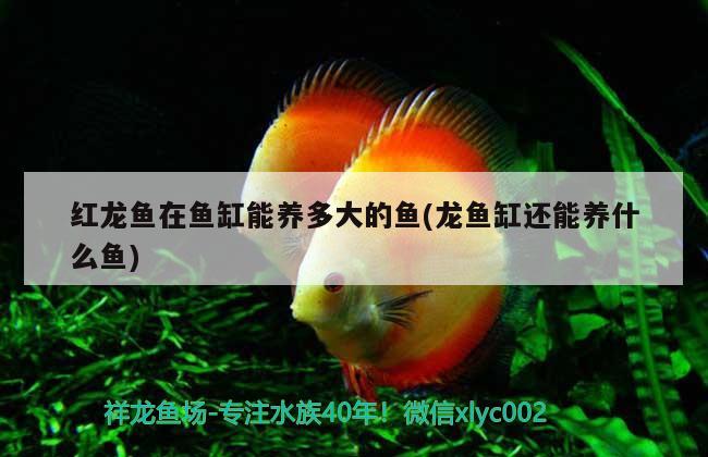 红龙鱼在鱼缸能养多大的鱼(龙鱼缸还能养什么鱼) 龙凤鲤鱼
