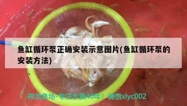 淮南哪里有卖鱼缸的地方呀电话多少 淮南水族市场在哪里 元宝凤凰鱼专用鱼粮