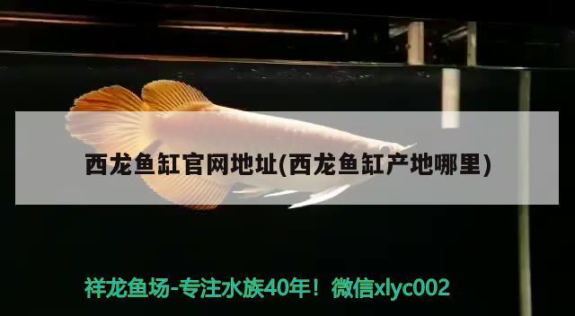西龙鱼缸官网地址(西龙鱼缸产地哪里) 熊猫异形鱼L46