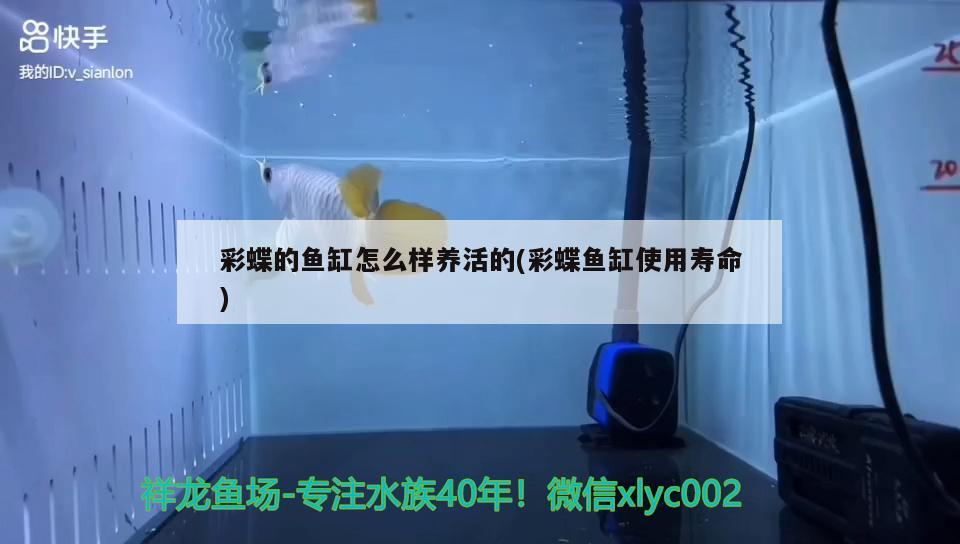 彩蝶的鱼缸怎么样养活的(彩蝶鱼缸使用寿命) 广州水族器材滤材批发市场