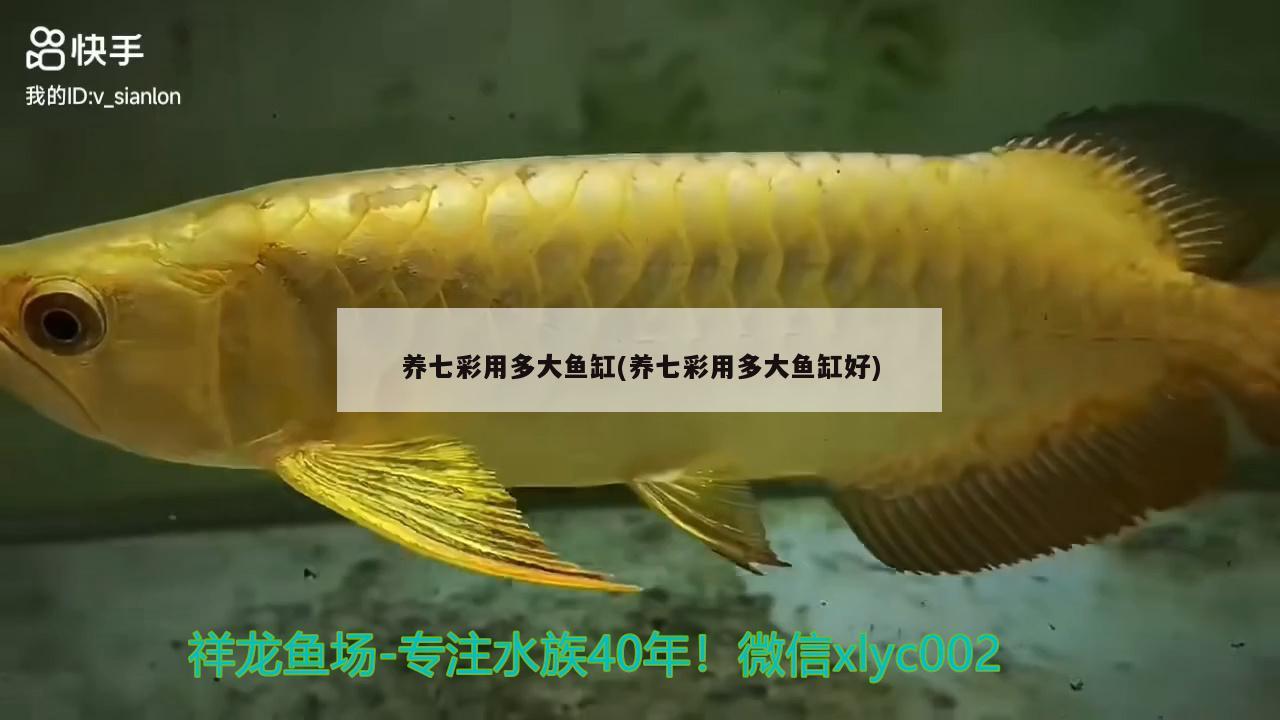 养七彩用多大鱼缸(养七彩用多大鱼缸好) 黄宽带蝴蝶鱼