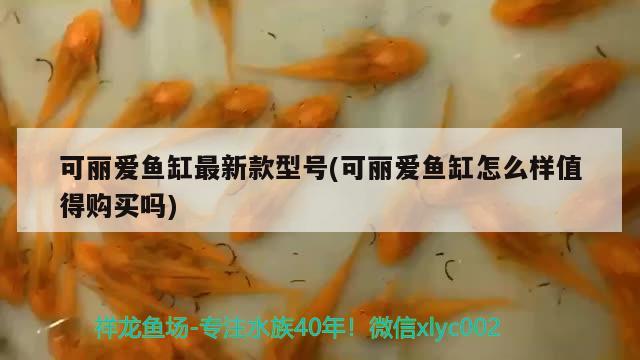 怒江傈僳族自治州水族馆害羞了 新加坡号半红龙鱼（练手级红龙鱼） 第2张