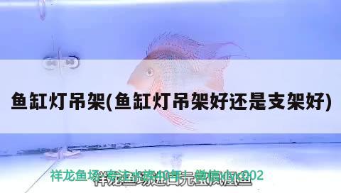怒江傈僳族自治州水族馆害羞了 新加坡号半红龙鱼（练手级红龙鱼） 第1张
