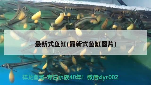 甘南州观赏鱼市场龙腾虎跃虹福齐天 观赏鱼市场（混养鱼） 第3张
