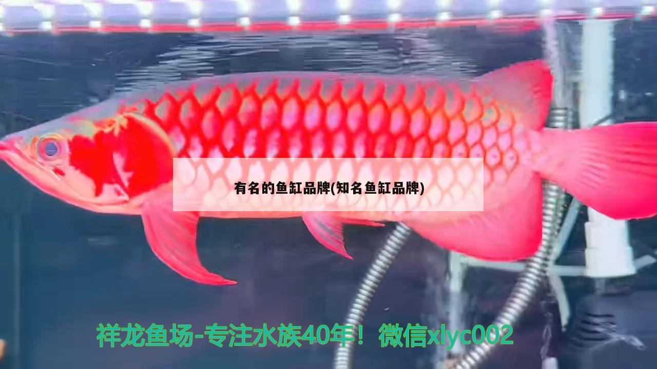 有名的鱼缸品牌(知名鱼缸品牌) 红龙专用鱼粮饲料