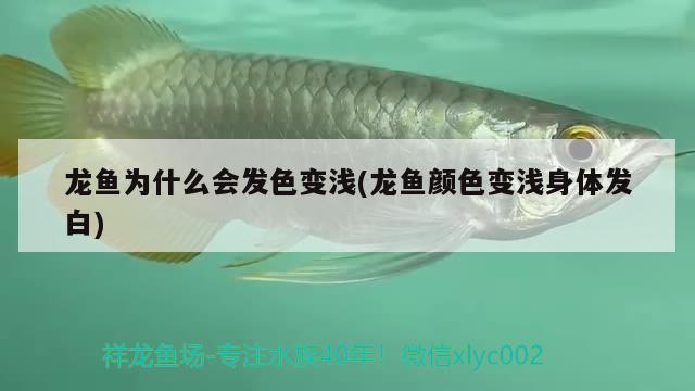 龙鱼为什么会发色变浅(龙鱼颜色变浅身体发白) 广州水族批发市场