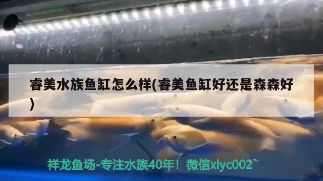 生态鱼缸制作教程视频 生态鱼缸如何制作