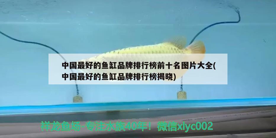 中国最好的鱼缸品牌排行榜前十名图片大全(中国最好的鱼缸品牌排行榜揭晓) 七彩神仙鱼