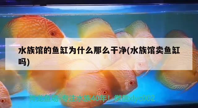 水族馆的鱼缸为什么那么干净(水族馆卖鱼缸吗) 稀有金龙鱼