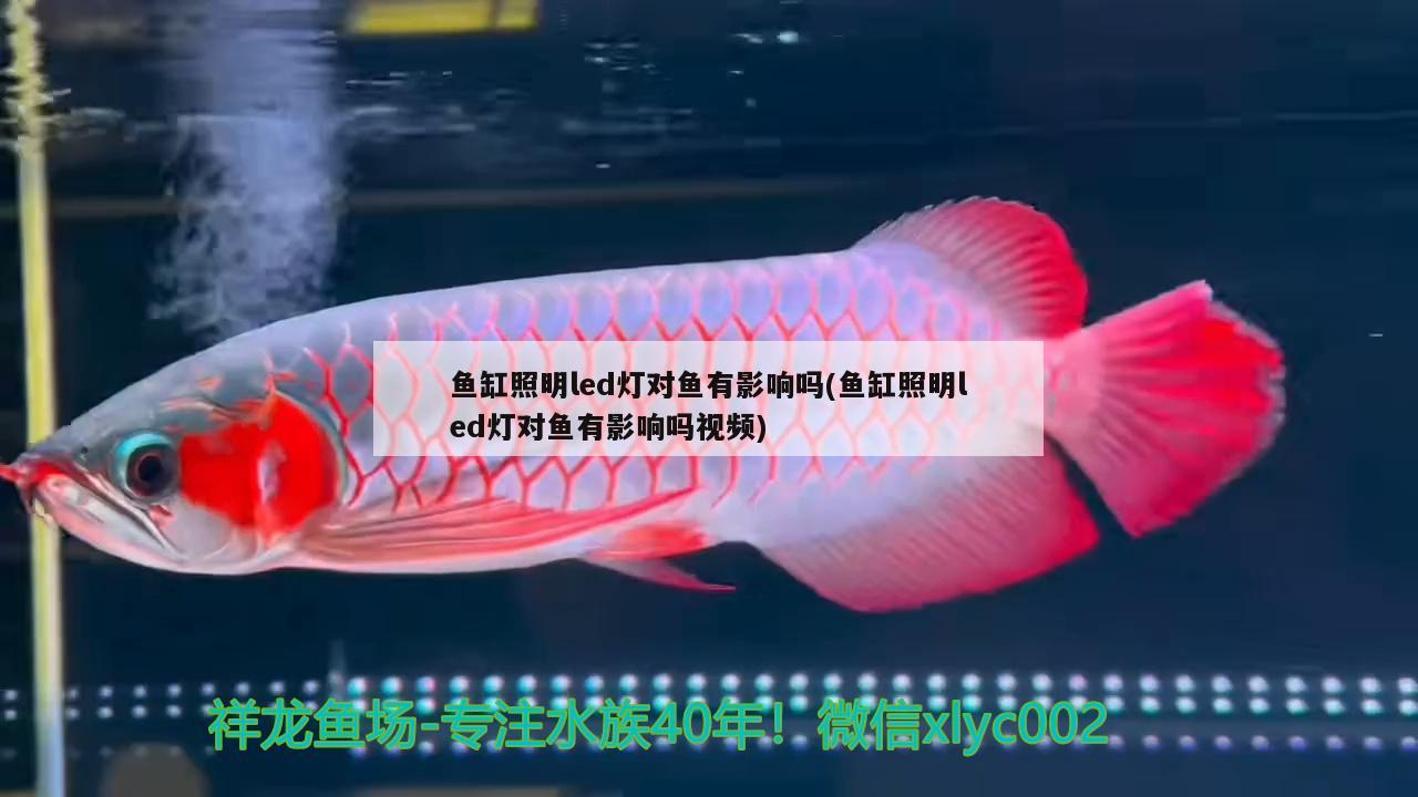 鱼缸照明led灯对鱼有影响吗(鱼缸照明led灯对鱼有影响吗视频)