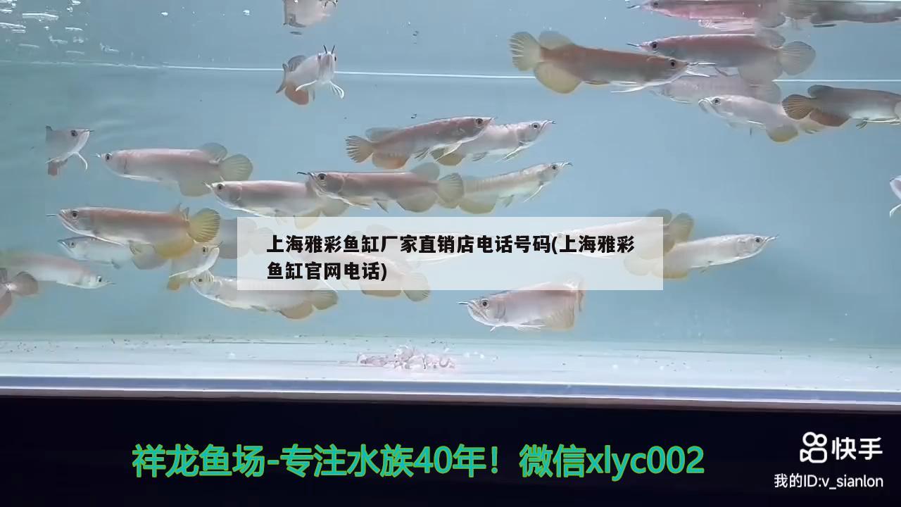 上海雅彩鱼缸厂家直销店电话号码(上海雅彩鱼缸官网电话) 丹顶锦鲤鱼 第2张
