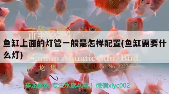 台州水族馆混养第三个月基本和谐