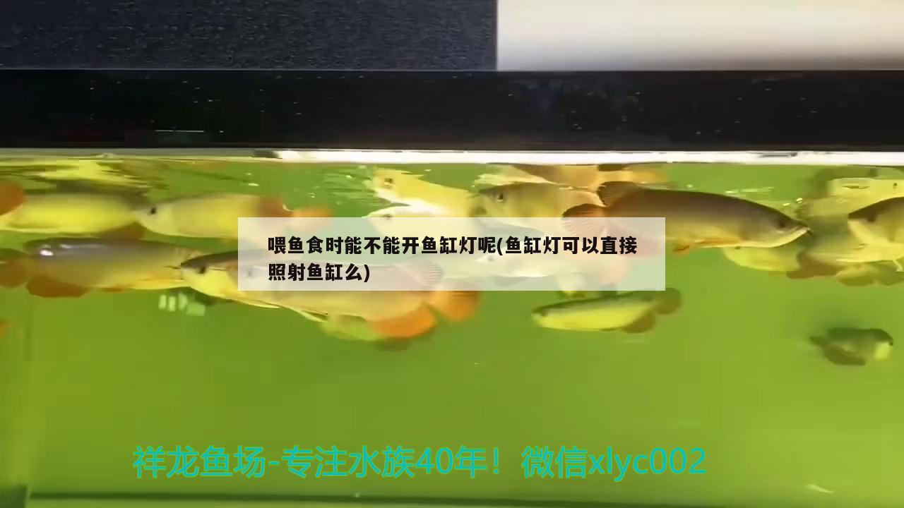 喂鱼食时能不能开鱼缸灯呢(鱼缸灯可以直接照射鱼缸么)