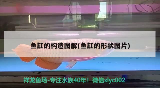 中国斗鱼能活多长时间多大可以繁殖 福魟魟鱼 第2张