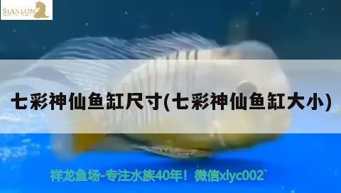 七彩神仙鱼缸尺寸(七彩神仙鱼缸大小) 七彩神仙鱼