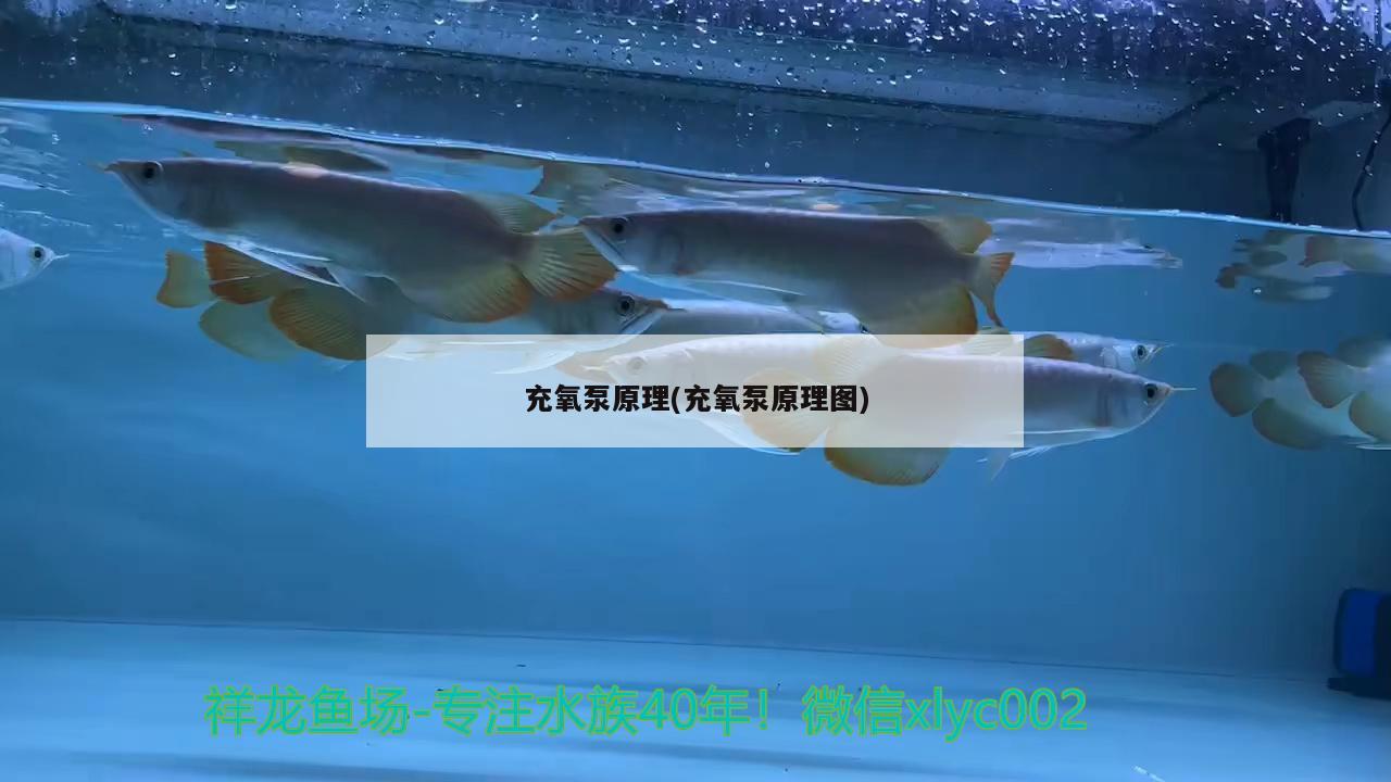 充氧泵原理(充氧泵原理图) 元宝凤凰鱼