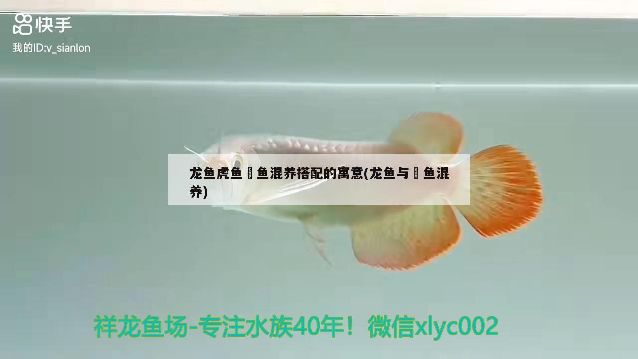 金龙鱼45厘米多少钱 金龙鱼45厘米多少钱一斤 印尼红龙鱼 第2张