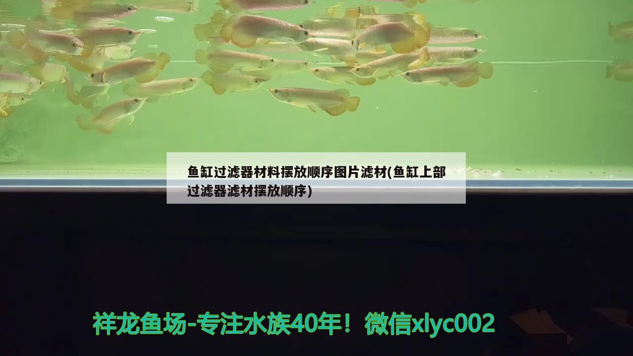 吉安水族馆龙鱼拒食求助 白子黄化银龙鱼 第2张