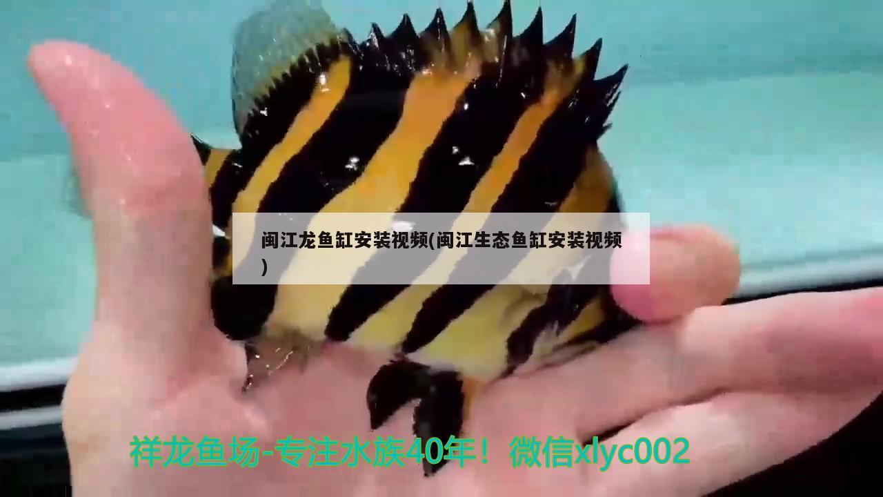 闽江龙鱼缸安装视频(闽江生态鱼缸安装视频)