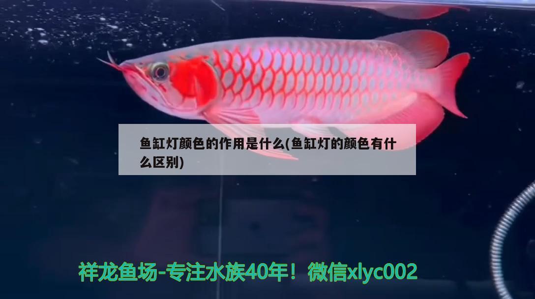 鱼缸灯颜色的作用是什么(鱼缸灯的颜色有什么区别)