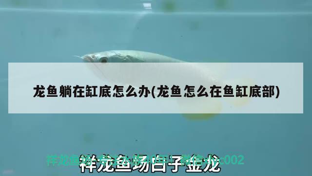 龙鱼躺在缸底怎么办(龙鱼怎么在鱼缸底部) 短身红龙鱼