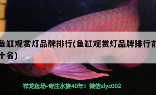 萍乡观赏鱼市场开多少根灯都比不过